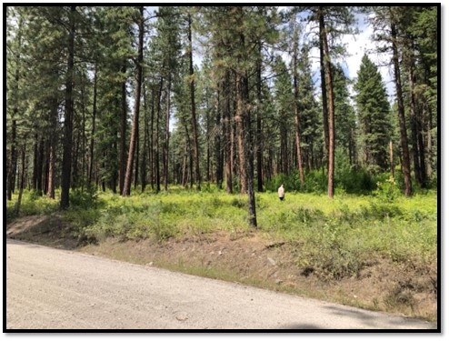 Grazed area within forest.